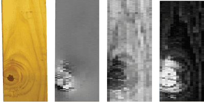 Tracheid detection